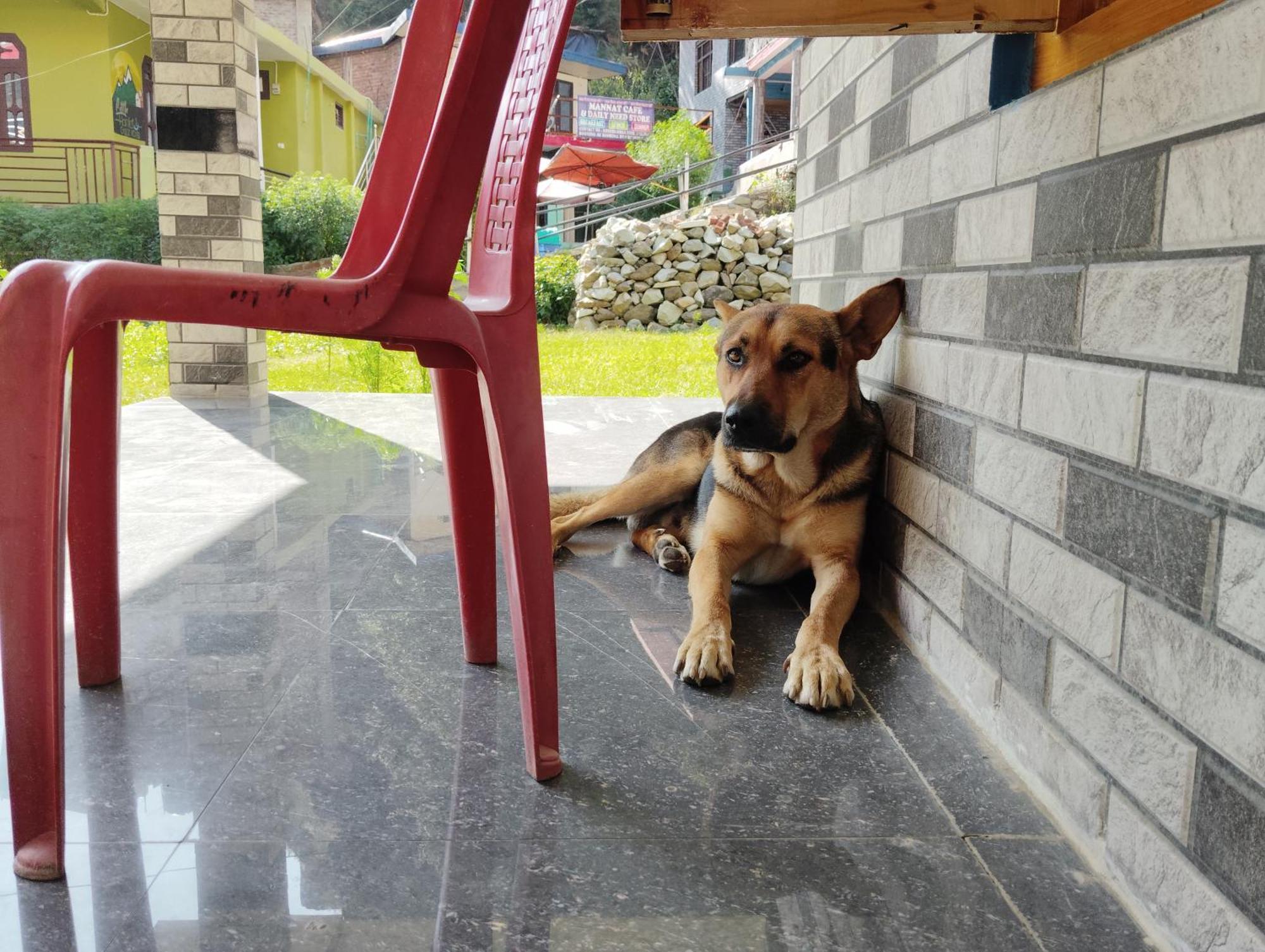 Dog N Hill Hotel Kasol Bagian luar foto