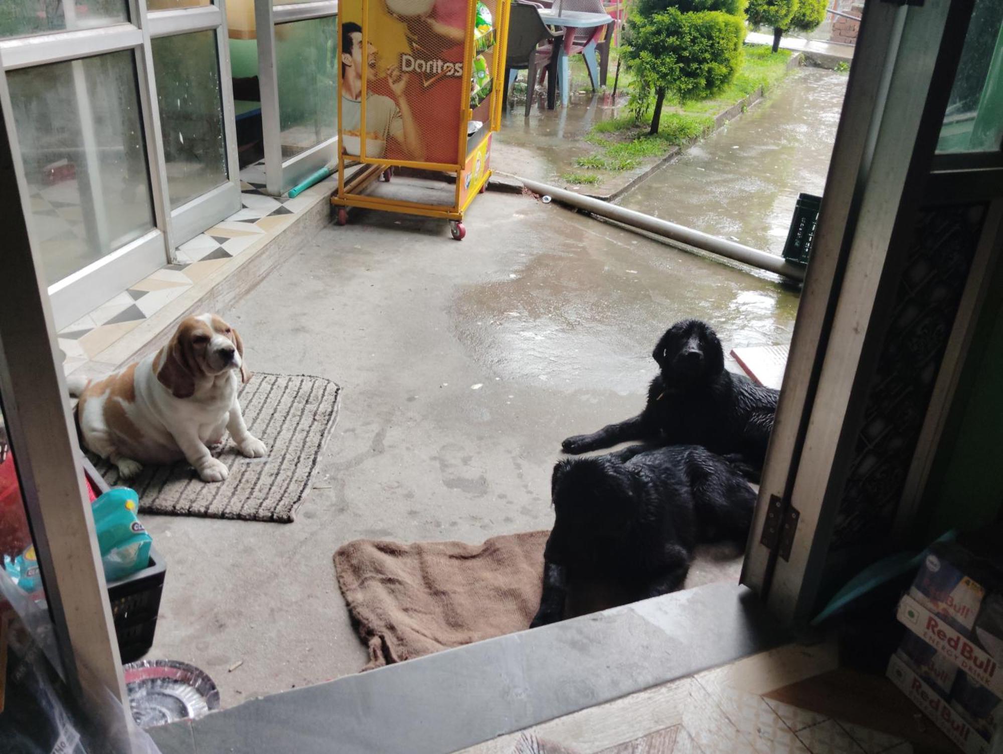 Dog N Hill Hotel Kasol Bagian luar foto